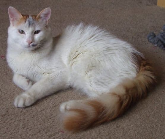 Van Kedisi (Turkish Van) Özellikleri, Bakımı ve Beslenmesi